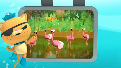 Das Okto-Lied Lied: Flamingos