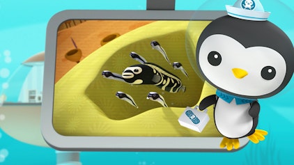 Das Okto-Lied Weißstreifen-Aalgrundeln