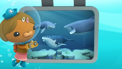 Das Okto-Lied Buckelwale