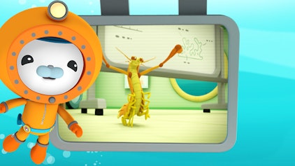 Das Okto-Lied Fangschreckenkrebse