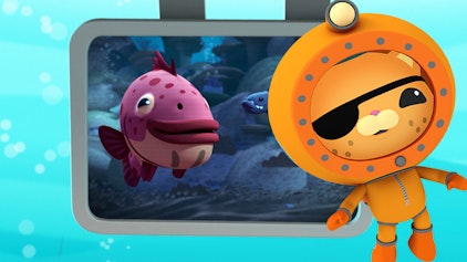 Das Okto-Lied Muränen und Zackenbarsche