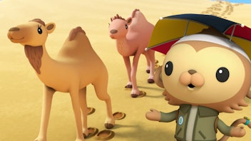 Die Oktonauten auf dem Festland Die Dromedare