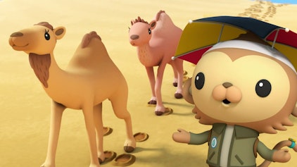 Die Oktonauten auf dem Festland Die Dromedare