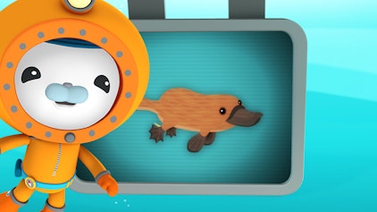 Das Okto-Lied Die Schnabeltiere