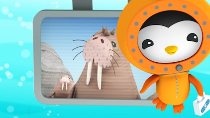 Das Okto-Lied Das Walross