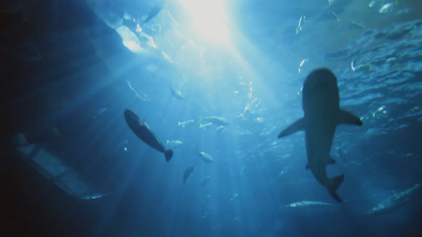 Woozle Goozle und die Weltentdecker Leben unter Wasser