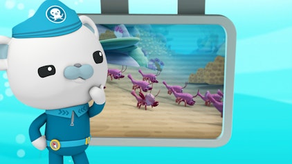 Das Okto-Lied Die Riffhummer