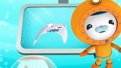 Das Okto-Lied Die Mantarochen