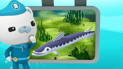 Das Okto-Lied Lied: Die Barrakudas