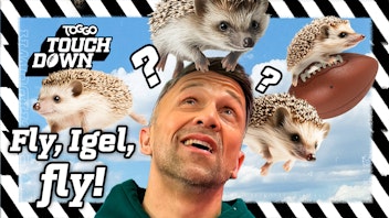 TOGGO Touchdown Fly, Igel, fly!