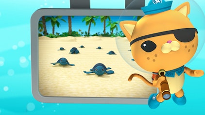 Das Okto-Lied Lied: Meeresschildkröten