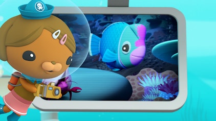 Das Okto-Lied Der Büffelkopf-Papageienfisch