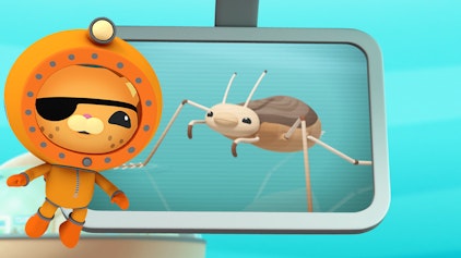 Das Okto-Lied Lied: Die Meerwasserläufer