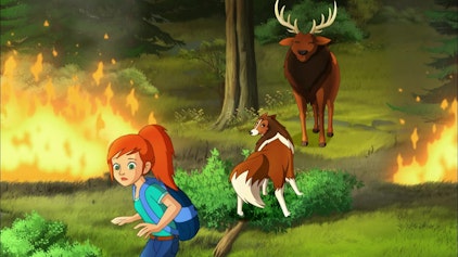 Lassie Der Waldbrand