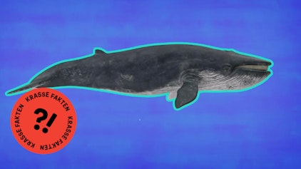 GEOLINO TV - Kurze Clips 10: Blauwal kann nichts Großes schlucken