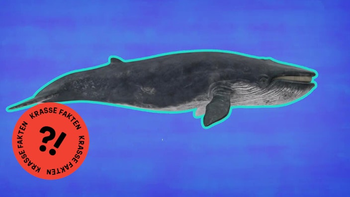 GEOLINO TV - Kurze Clips 10: Blauwal kann nichts Großes schlucken