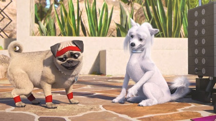 Mighty Mops Muskelprotz Mike