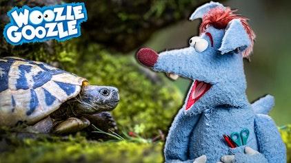 Woozle Goozle Schildkröten