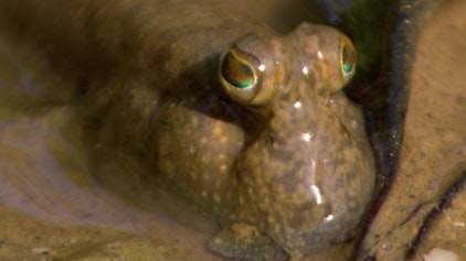 Dschungelbuch Tier-Magazin Japan