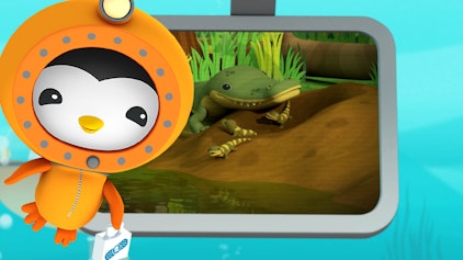 Das Okto-Lied Lied: Alligatoren