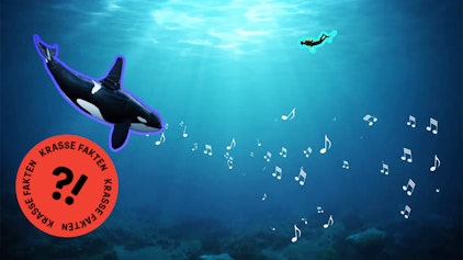 GEOLINO TV - Kurze Clips 15: Walgesänge sind mehrere tausend Kilometer weit hörbar