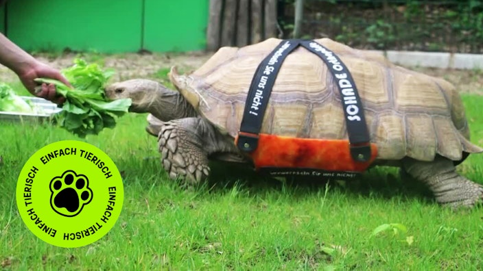 GEOLINO TV - Kurze Clips 1: Besondere Tiere im Zoo