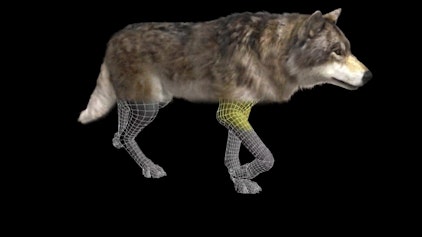 Wolfblood Entschlüsselt Geschwindigkeit und Ausdauer