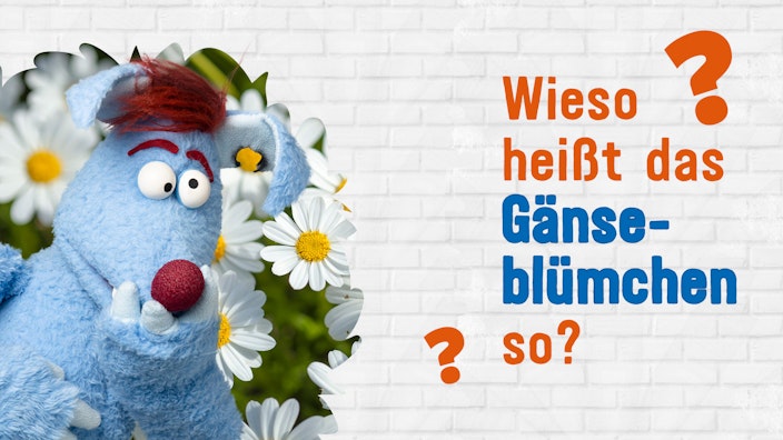 Frag Woozle! - Die Antworten Wieso heißt das Gänseblümchen so?
