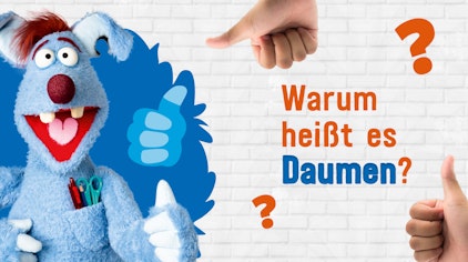 Frag Woozle! - Die Antworten Warum heißt es Daumen?