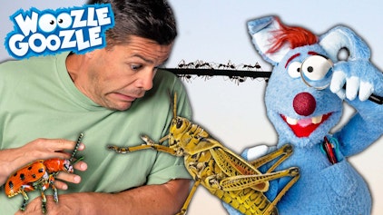 Woozle Goozle Insekten