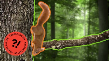 GEOLINO TV - Kurze Clips 14: Eichhörnchen pflanzen Bäume