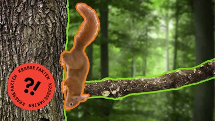 GEOLINO TV - Kurze Clips 14: Eichhörnchen pflanzen Bäume