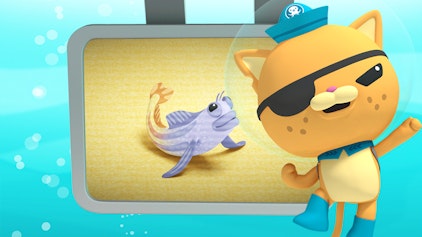 Das Okto-Lied Der Kammzahnschleimfisch