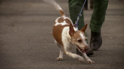 Schloss Einstein Folge 620