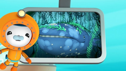 Das Okto-Lied Grauwal