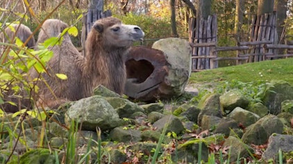 GEOLINO TV - Kurze Clips 10: Ein Tag mit einer Zootierärztin