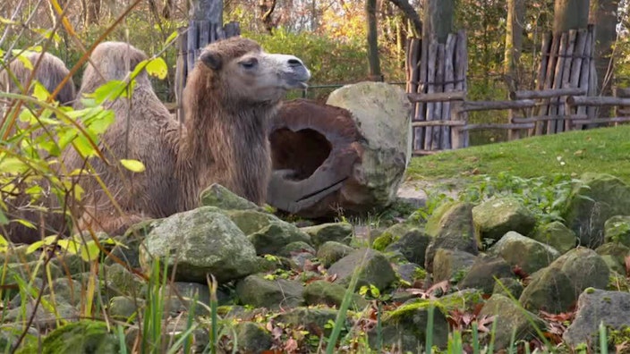GEOLINO TV - Kurze Clips 10: Ein Tag mit einer Zootierärztin