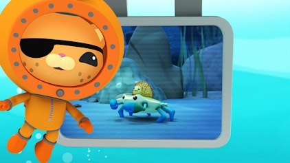 Das Okto-Lied Der Krebs und der Seeigel