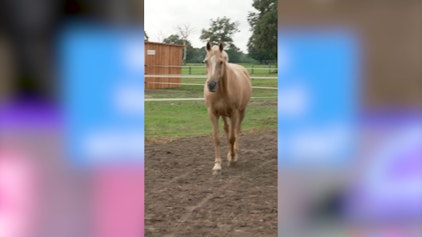 Hypezeit Shorts Was denkt Hellas Pferd wirklich über sie?