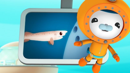 Das Okto-Lied Die Zigarrenhaie