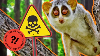 GEOLINO TV - Kurze Clips 11: Plumploris