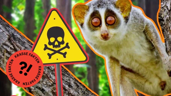 GEOLINO TV - Kurze Clips 11: Plumploris