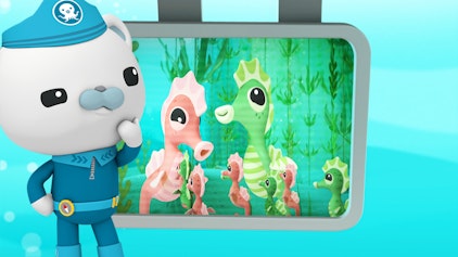 Das Okto-Lied Die Seepferdchen