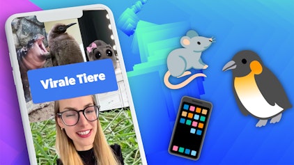 Hypezeit Shorts Virale Social Media Tiere