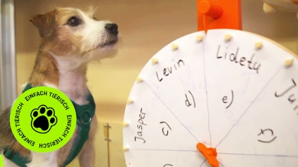 GEOLINO TV - Kurze Clips 2: Prof. Cookie geht zur Schule