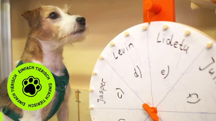 GEOLINO TV - Kurze Clips 2: Prof. Cookie geht zur Schule