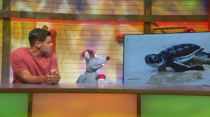 Woozle Goozle Schildkröten