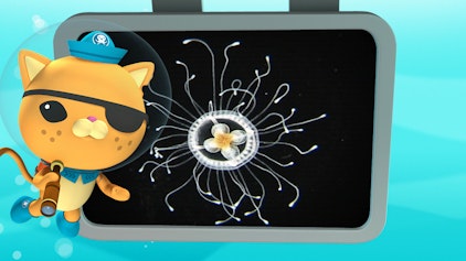 Das Okto-Lied Lied: Die unsterbliche Qualle