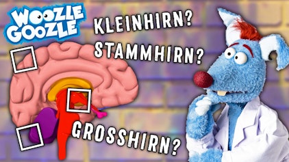 Woozle Goozle Gehirn & Spurensuche
