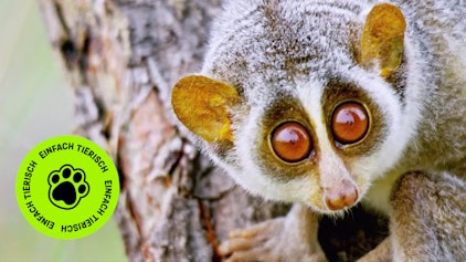 GEOLINO TV - Kurze Clips 15: Tiere mit merkwürdigem Aussehen